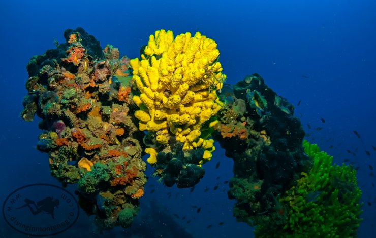 Dive sites