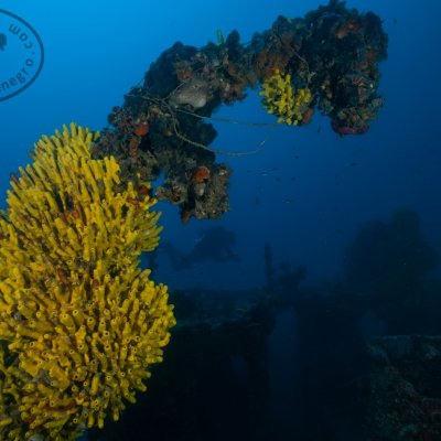 Diving on the wreck Tihany. Montenegro
