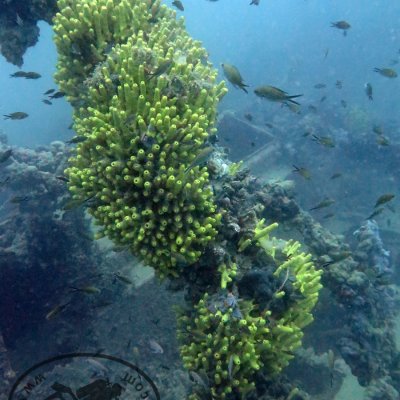 Wreck diving in Montenegro