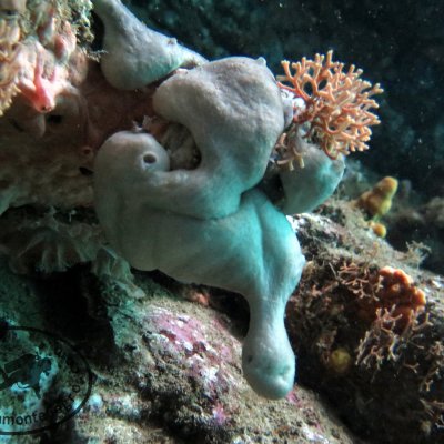 Best diving sites in Montenegro