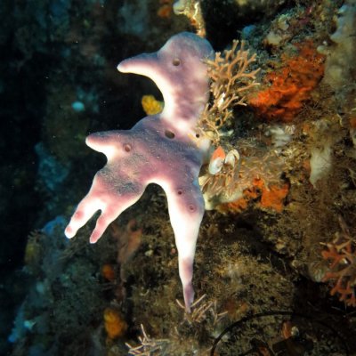 Diving trips in Montenegro