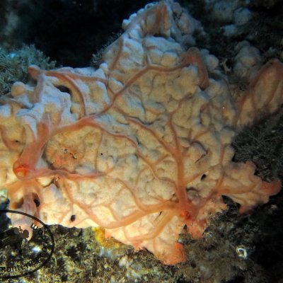 Interesting places for diving in Montenegro