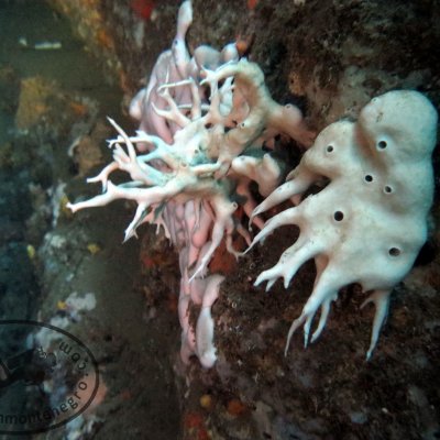 Diving in The Bay of Kotor
