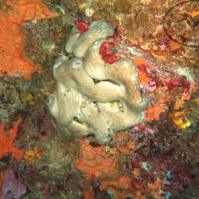 Dive sites in Montenegro. Submarines tunnels