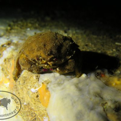 Daily diving. Montenegro. Submarines tunnels