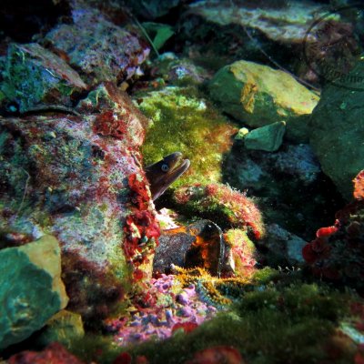 Montenegro. Diving for beginners