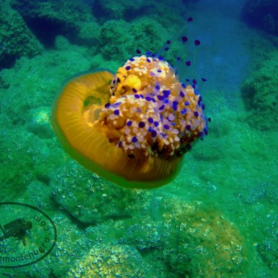 Diving in Montenegro. Blue cave