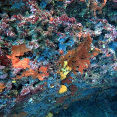Scuba diving in Montenegro