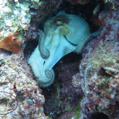 Diving for beginners in Montenegro