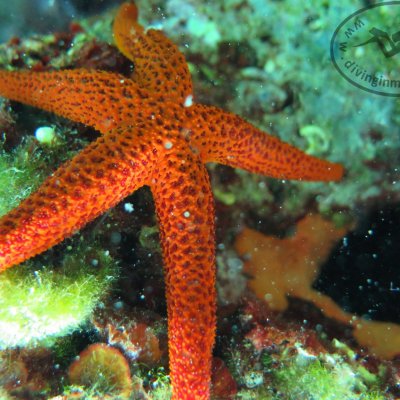 Daily diving. Montenegro