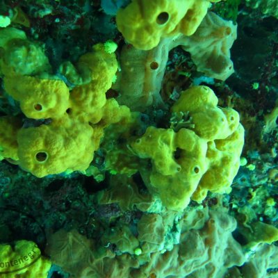 Cave diving. Montenegro. The Blue cave